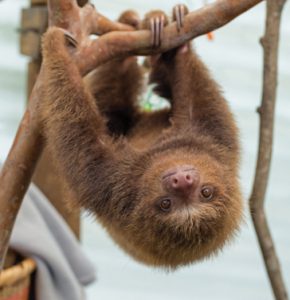 World Animal Protection - Sloth