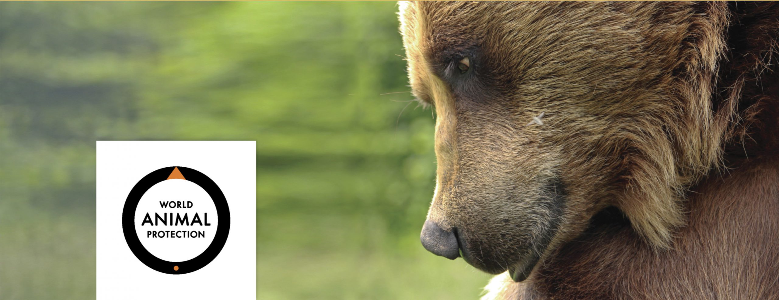 World Animal Protection