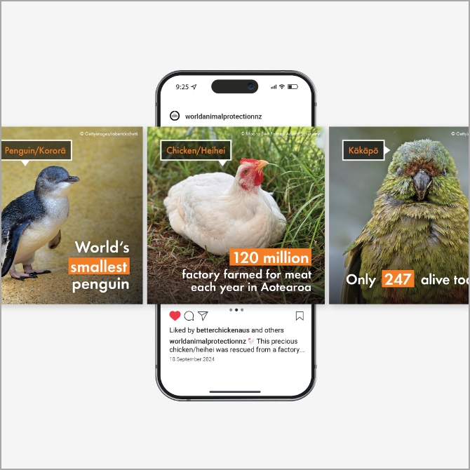 World Animal Protection Social Assets