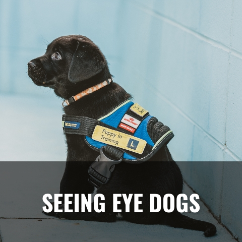 Seeing Eye Dogs