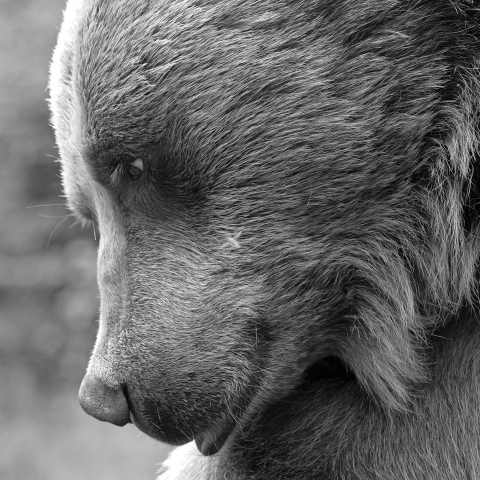 World Animal Protection