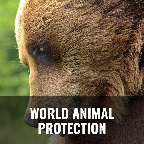 World Animal Protection